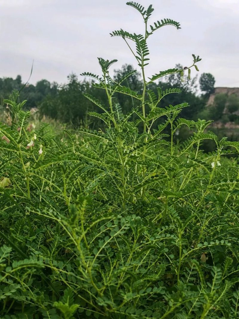 黄芪种植
